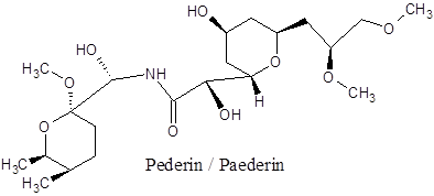 P Foetida -5