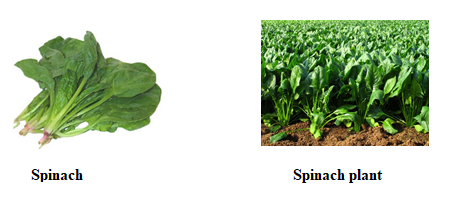 Spinach -1