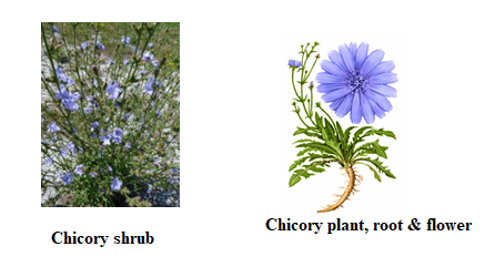 Chicory - 1