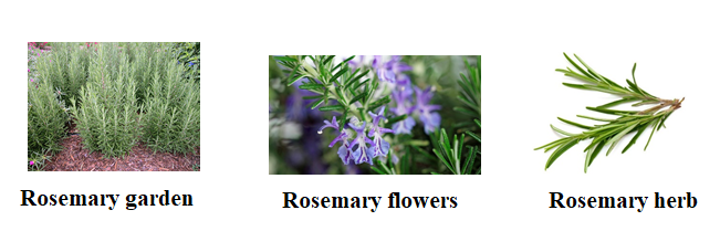 Rosemary. A green sprig of rosemary. Medicinal plant. Fragrant